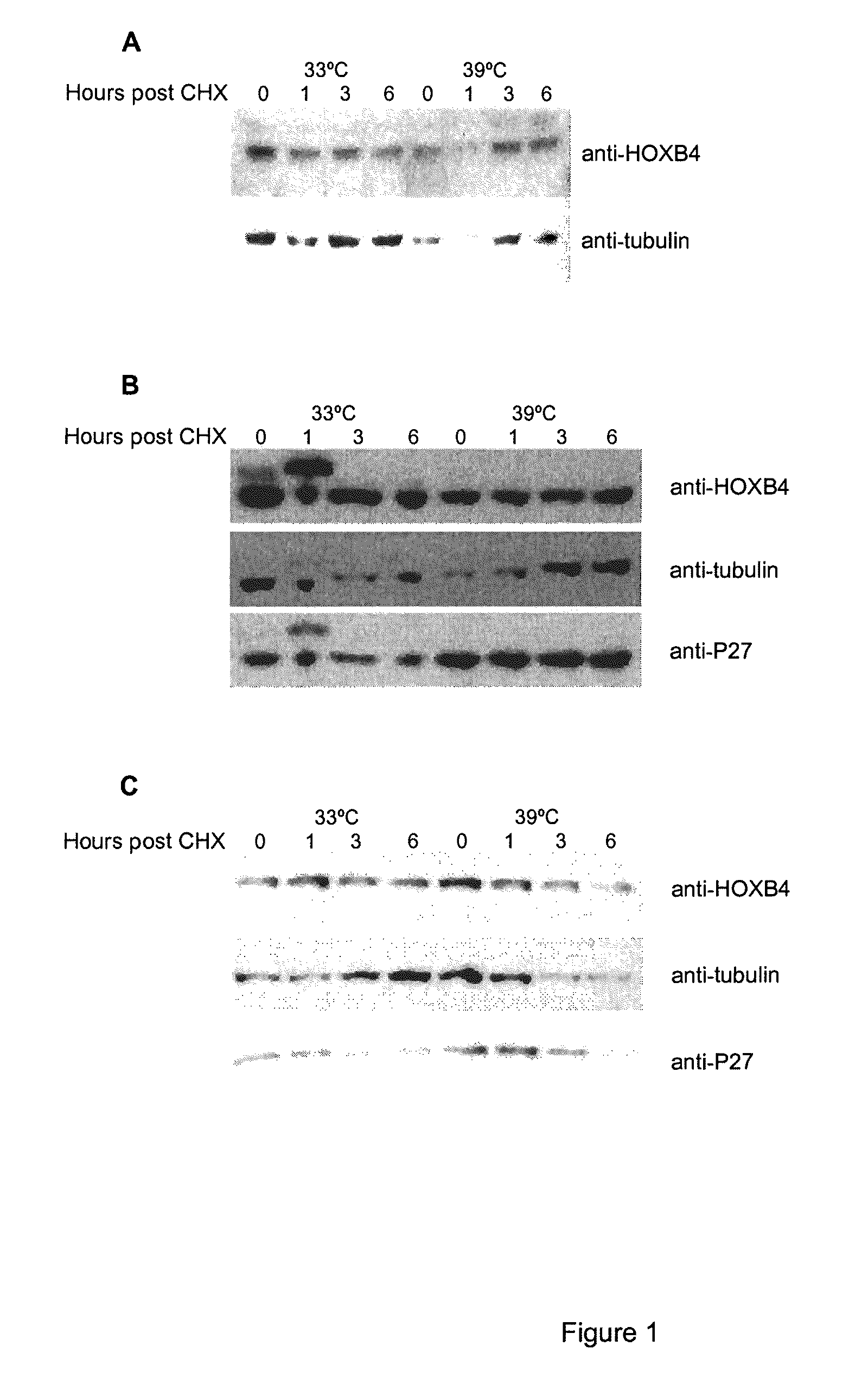 Mutated HOXB4 proteins with improved stability, and methods of use thereof