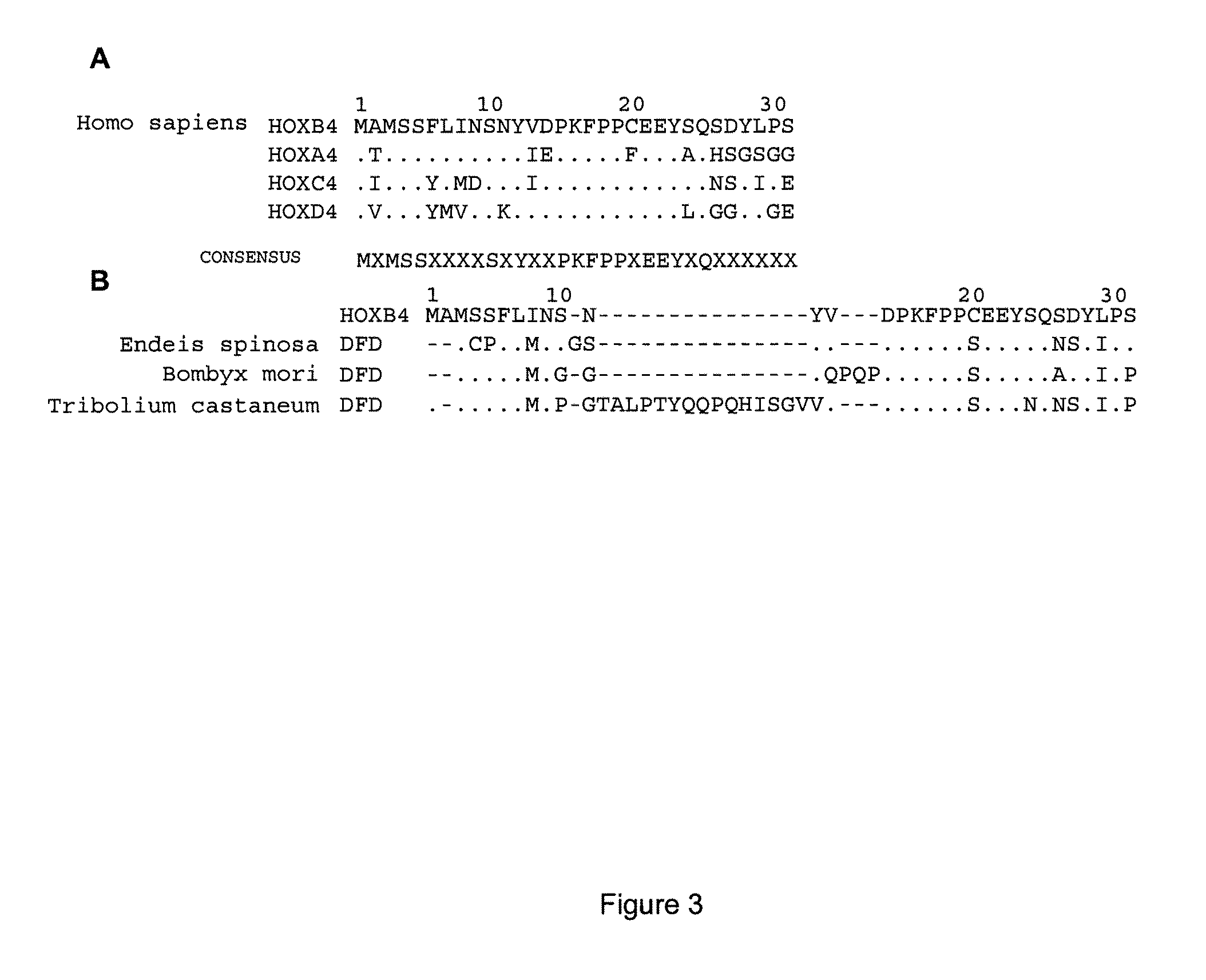 Mutated HOXB4 proteins with improved stability, and methods of use thereof