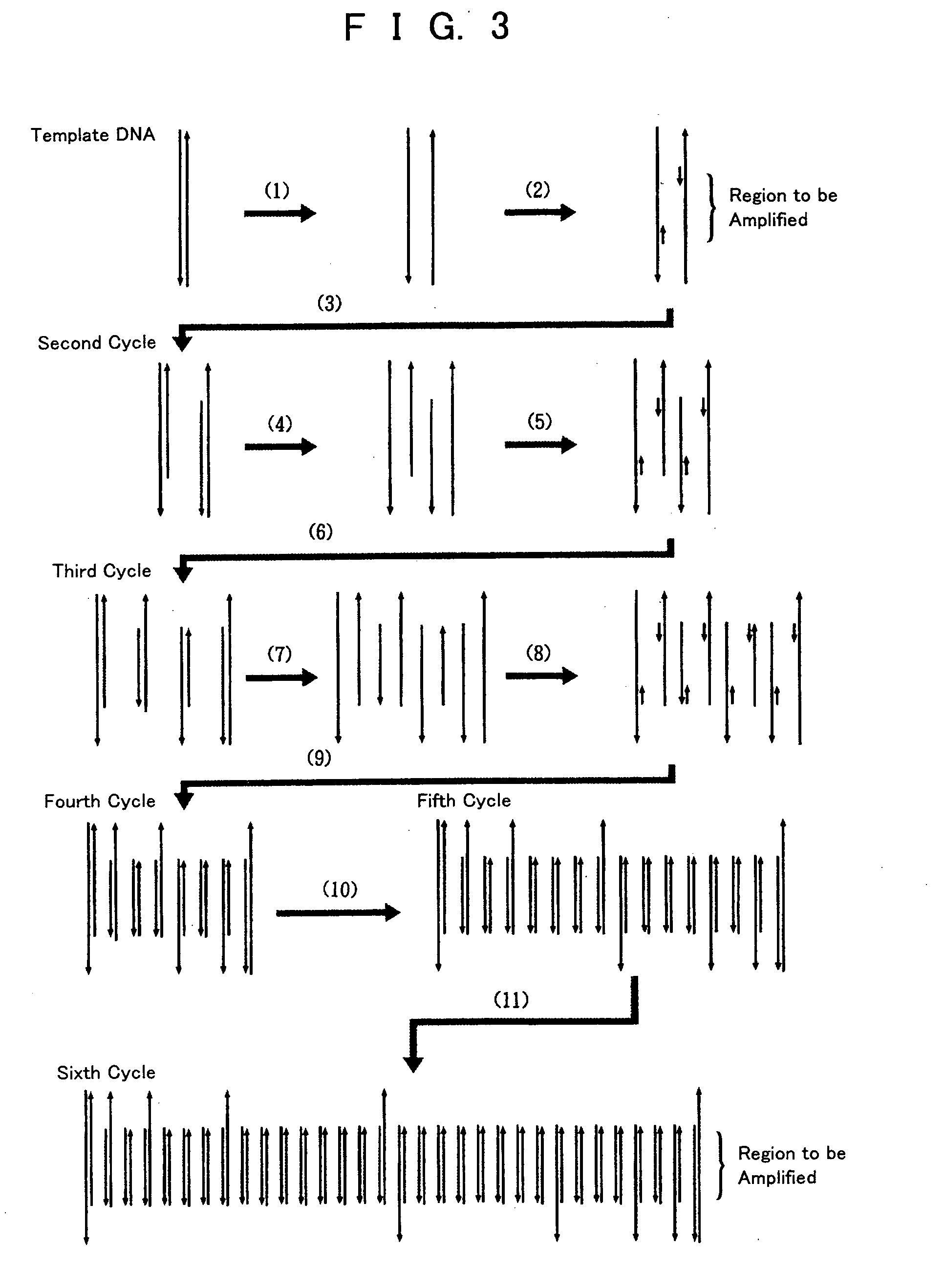 Pcr method by electrostatic transportation, hybridization method for electrostatic transportation and devices therefor