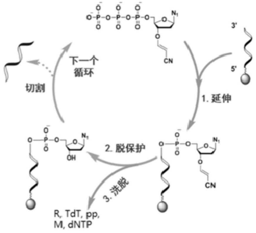 3'-O-reversibly closed nucleotide and application thereof in template-free enzymatic nucleic acid synthesis