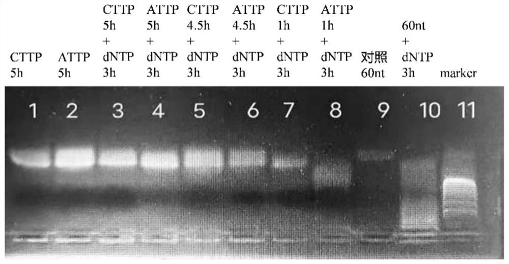 3'-O-reversibly closed nucleotide and application thereof in template-free enzymatic nucleic acid synthesis