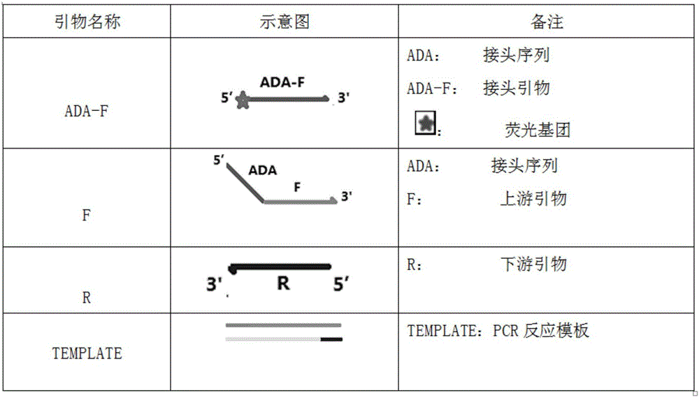 Universal fluorescent probe and detection method and application thereof