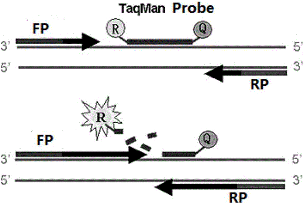 Universal fluorescent probe and detection method and application thereof