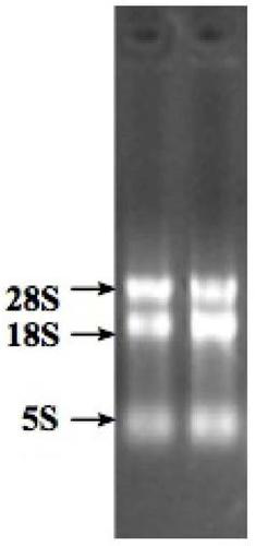 A kind of macrobrachium rosenbergii estrogen-related receptor gene err and its application