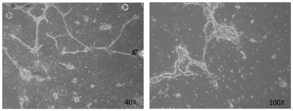 Method for primary isolated culture of porcine mammary epithelial cells (PMEC)