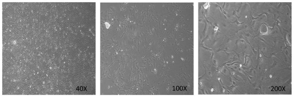 Method for primary isolated culture of porcine mammary epithelial cells (PMEC)