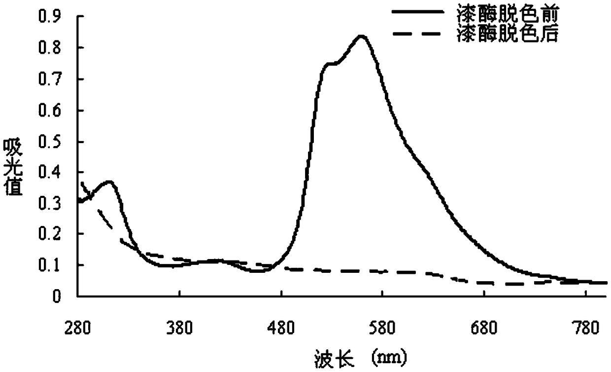 Application of laccase in decolorization of protein gel