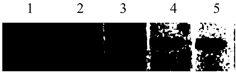 Application of laccase in decolorization of protein gel