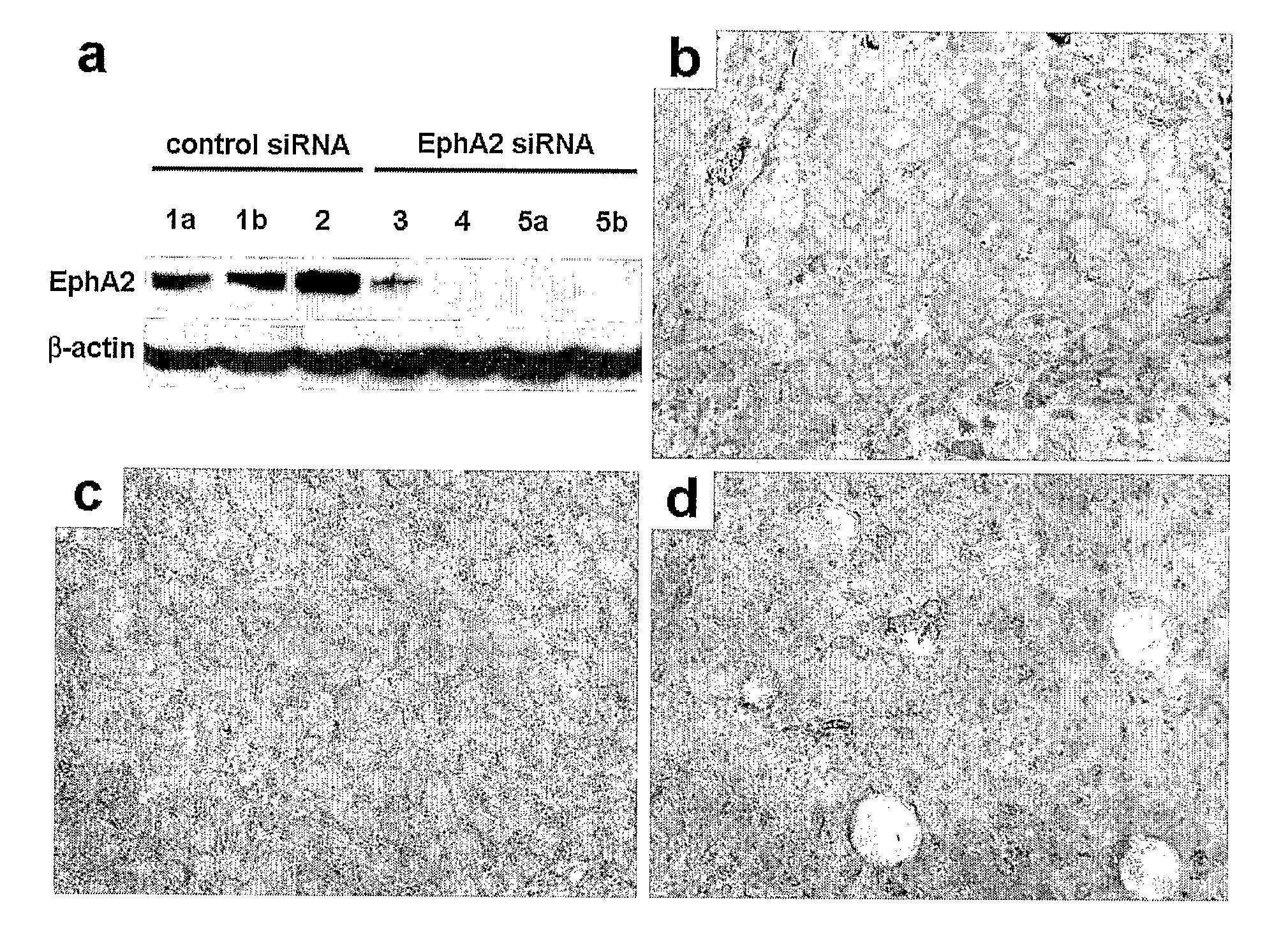 Delivery of Sirna by Neutral Lipid Compositions