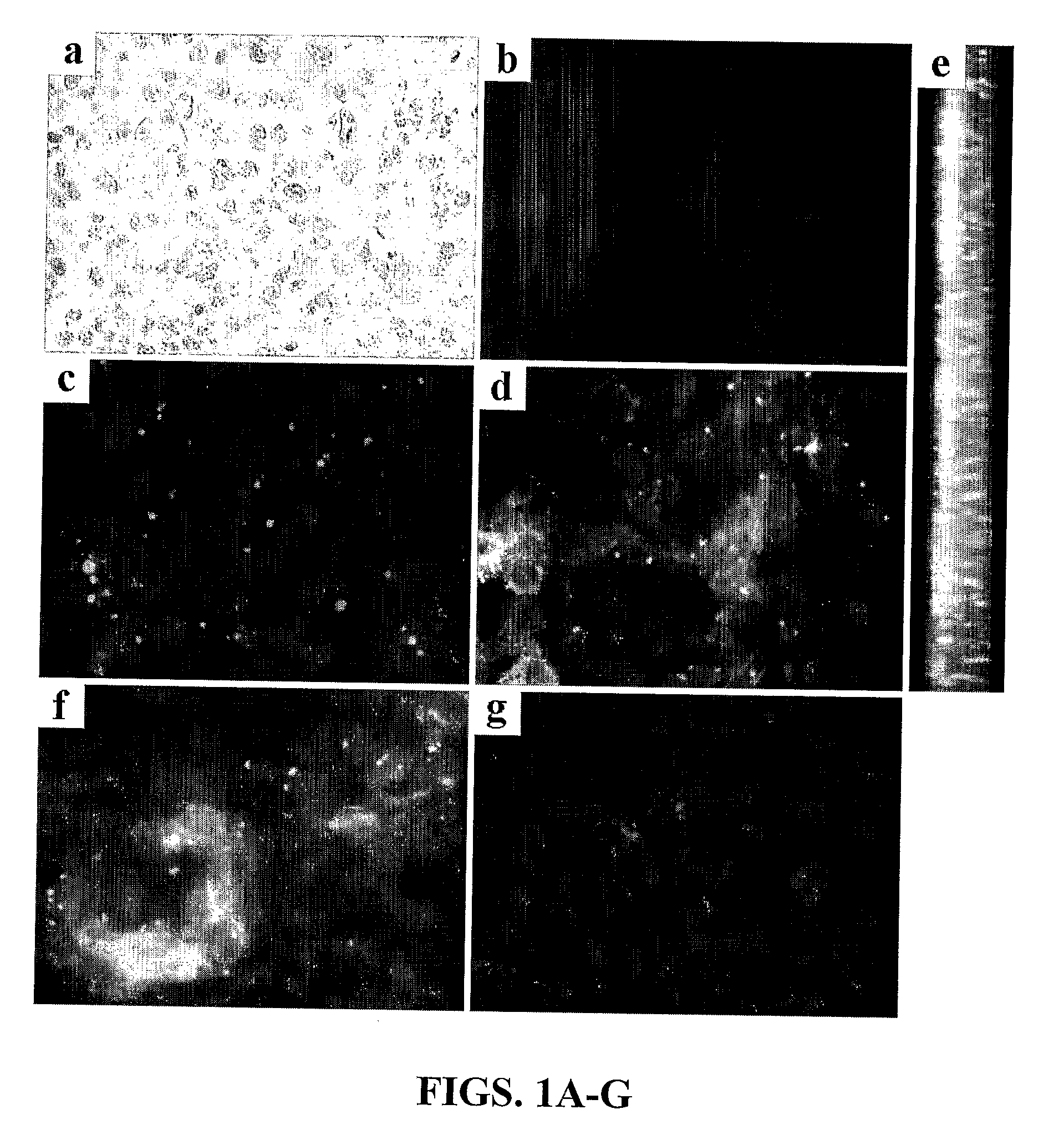 Delivery of Sirna by Neutral Lipid Compositions