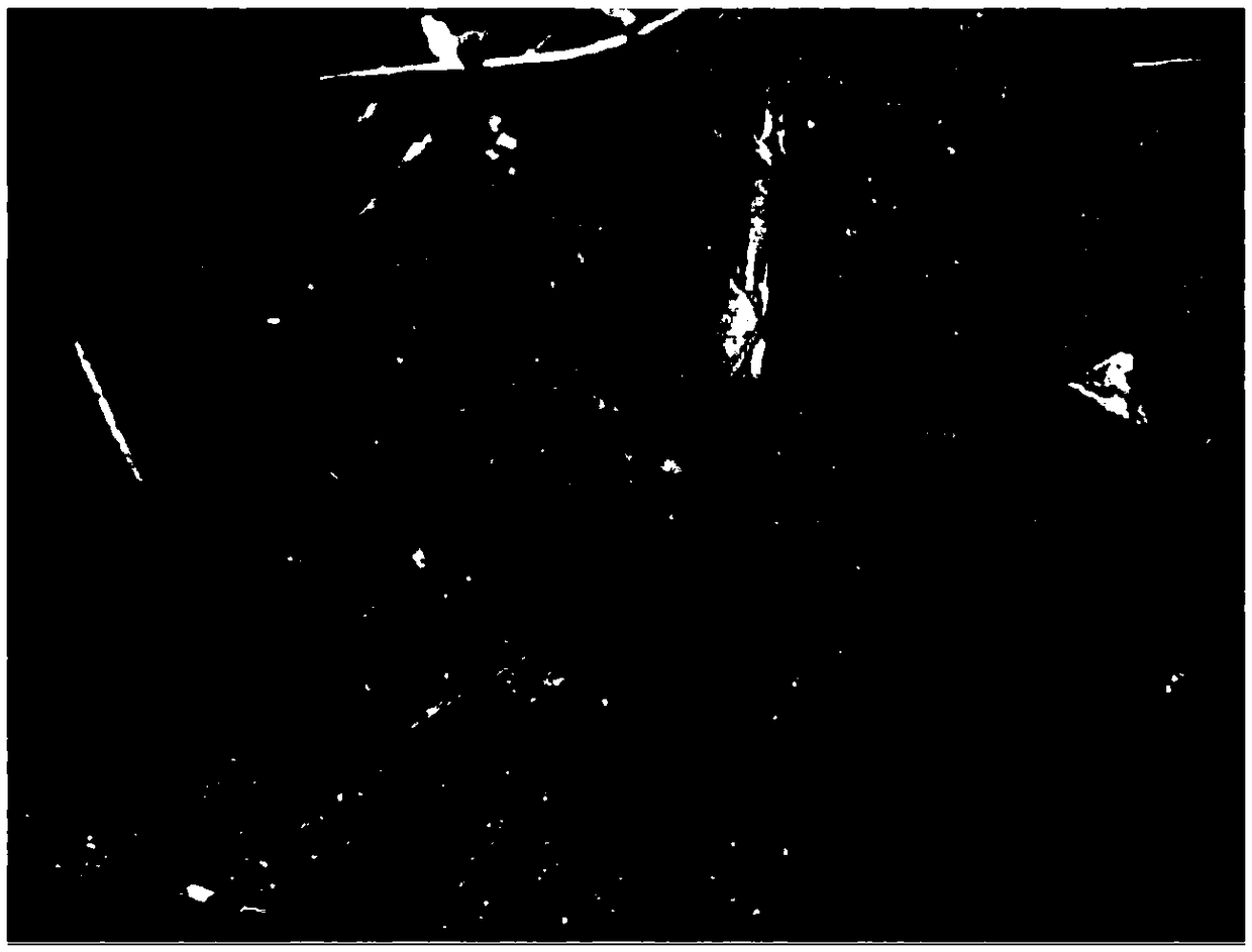 Callus induction method of amomum villosum rhizome buds