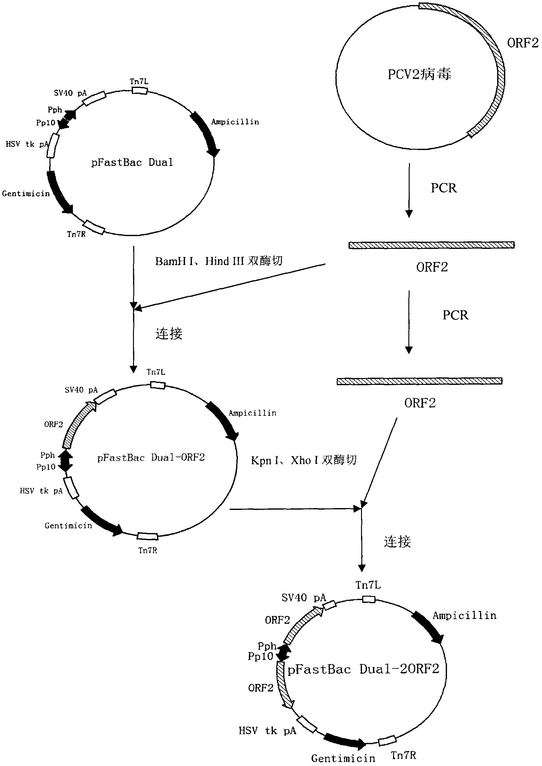 2 type subunit vaccine for porcine circovirus as well as preparation method and application thereof