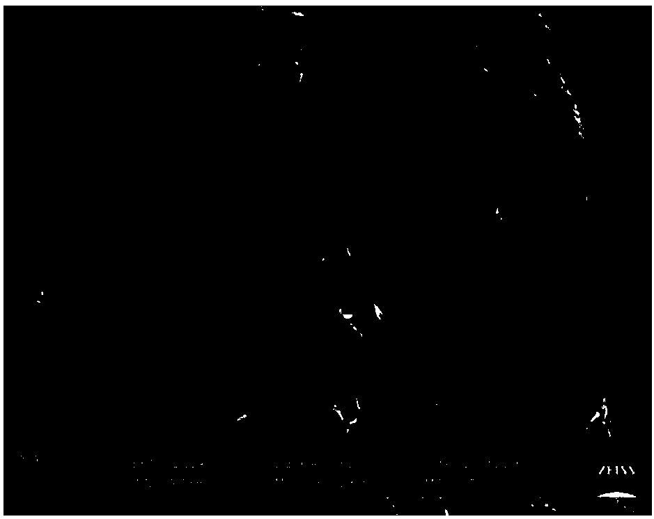 Negative electrode material preparation method, negative electrode material, negative electrode piece and lithium ion battery