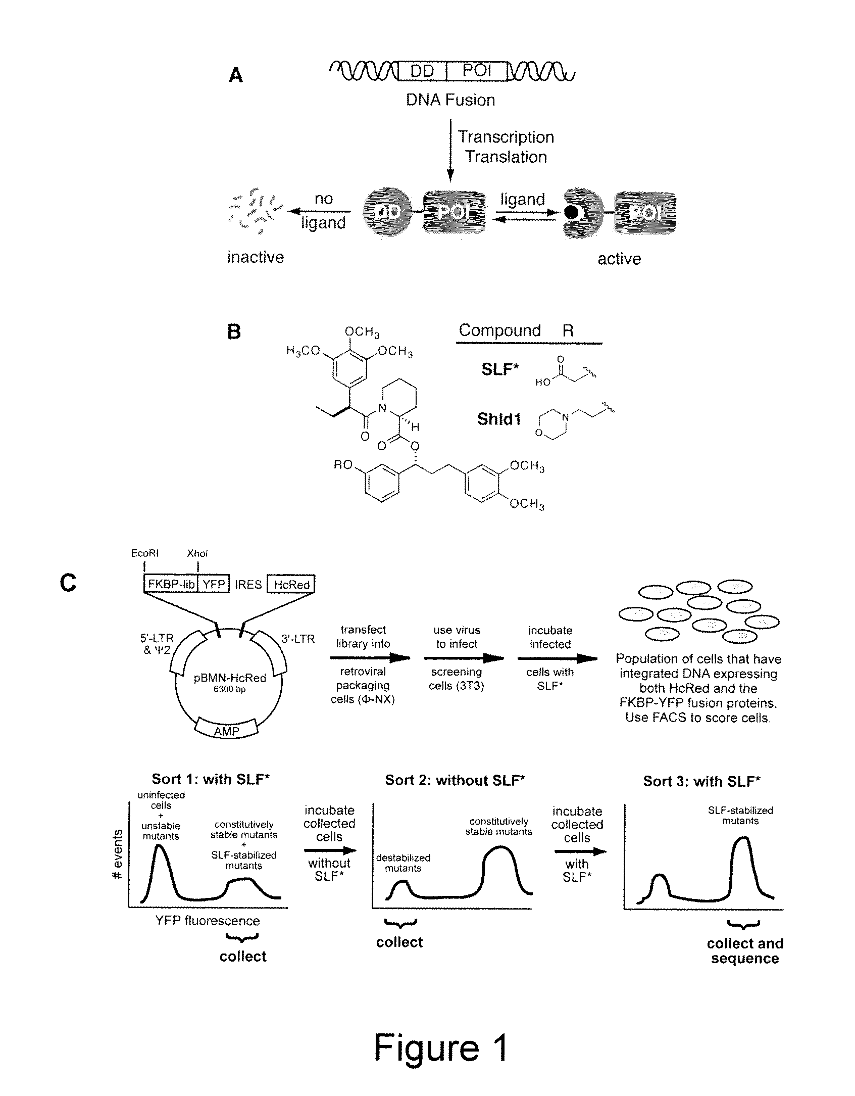 Method for regulating protein function in cells in vivo using synthetic small molecules