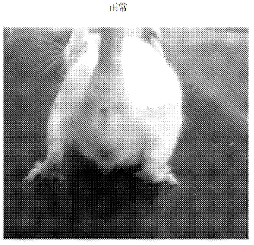 Charge-enhanced neural electric stimulation system