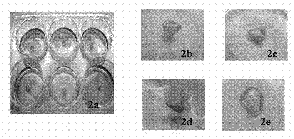 Method for building psoriasis basic research models, and gas-liquid level transmembrane device