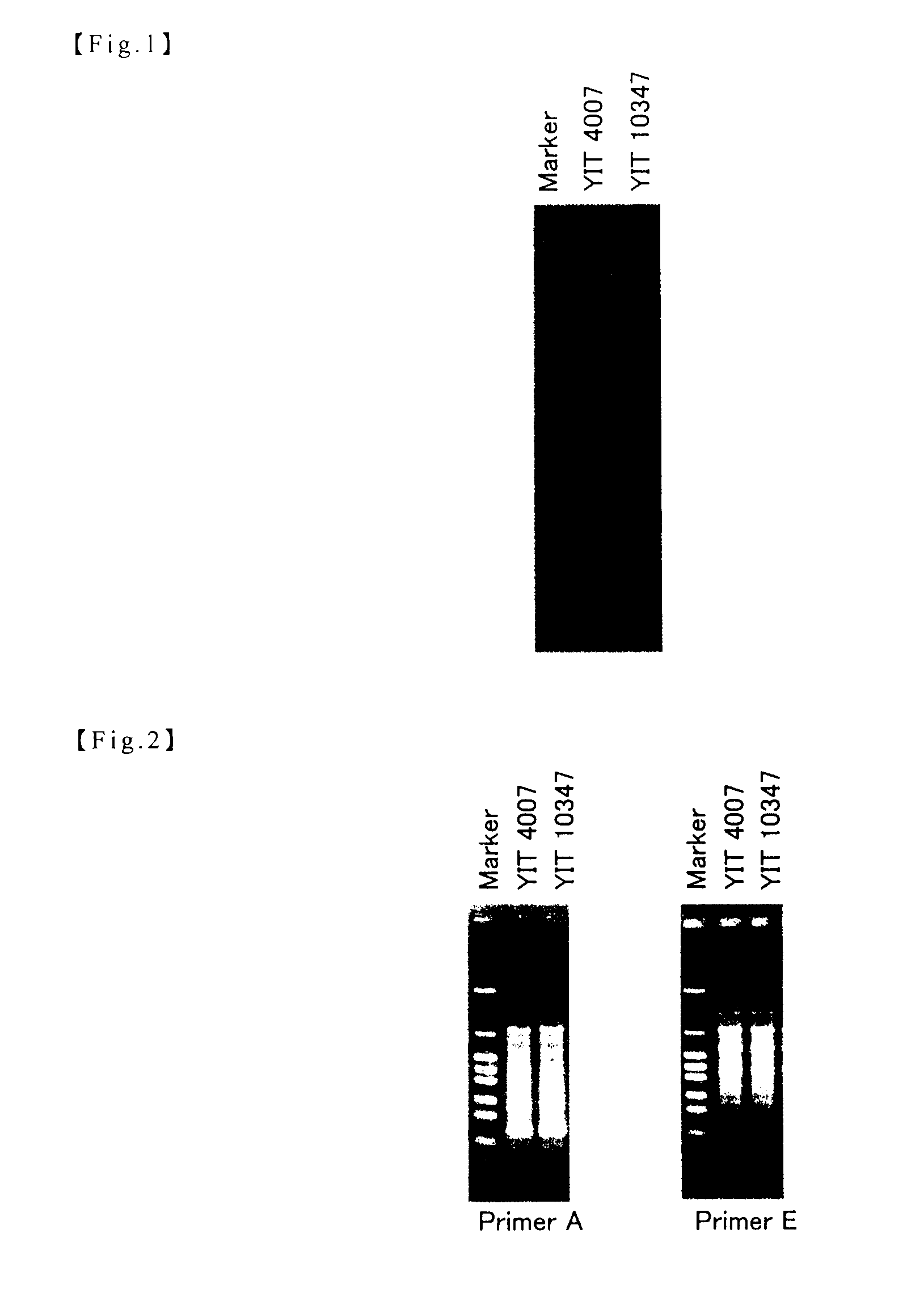 Bacterium belonging to the genus <i>Bifidobacterium </i>and utilization of the same