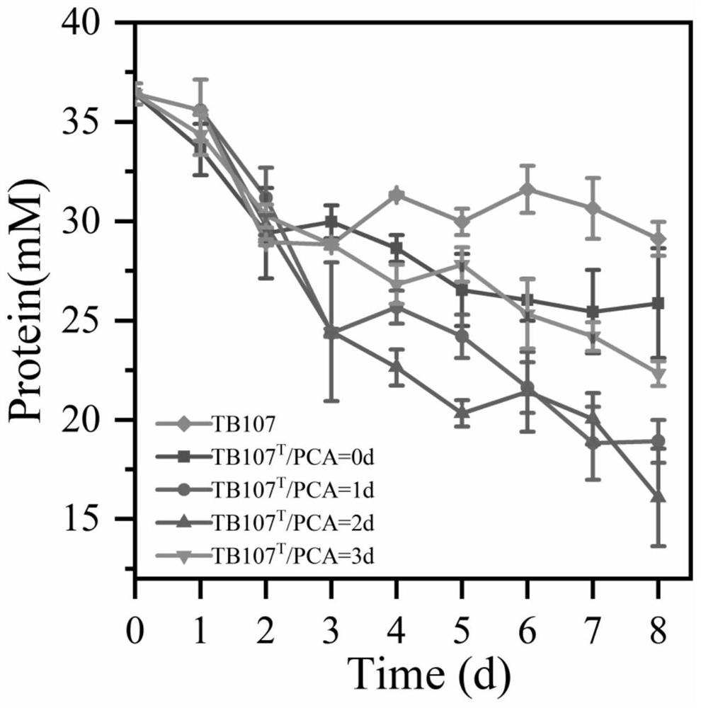 Method for degrading protein by co-culture of proteiniphilum acetatigenes and geobacter sulfurreducens