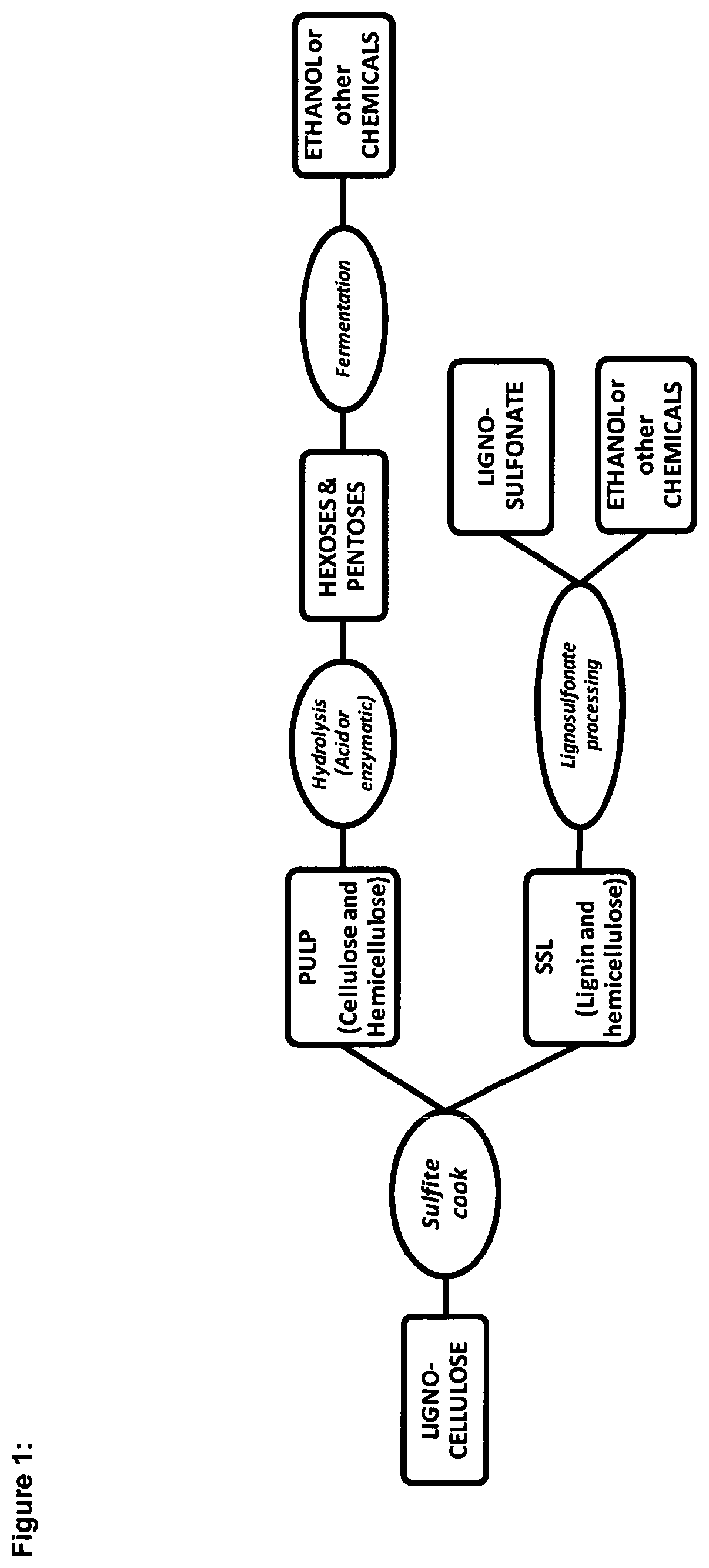 Lignocellulosic biomass conversion