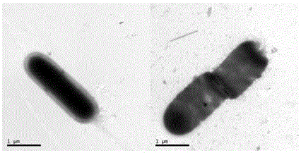 Lactobacillus plantarum SG5 for producing gamma-aminobutyric acid