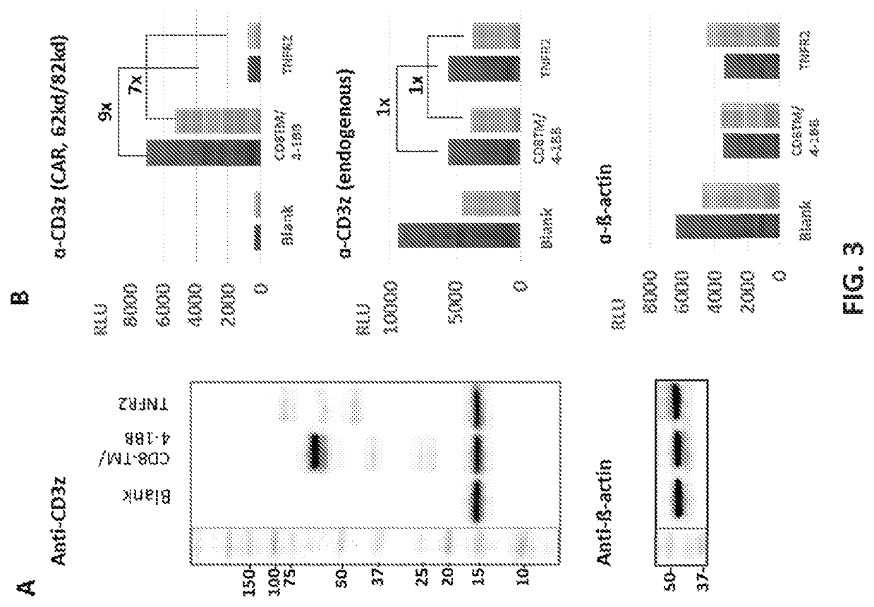 New car constructs comprising tnfr2 domains