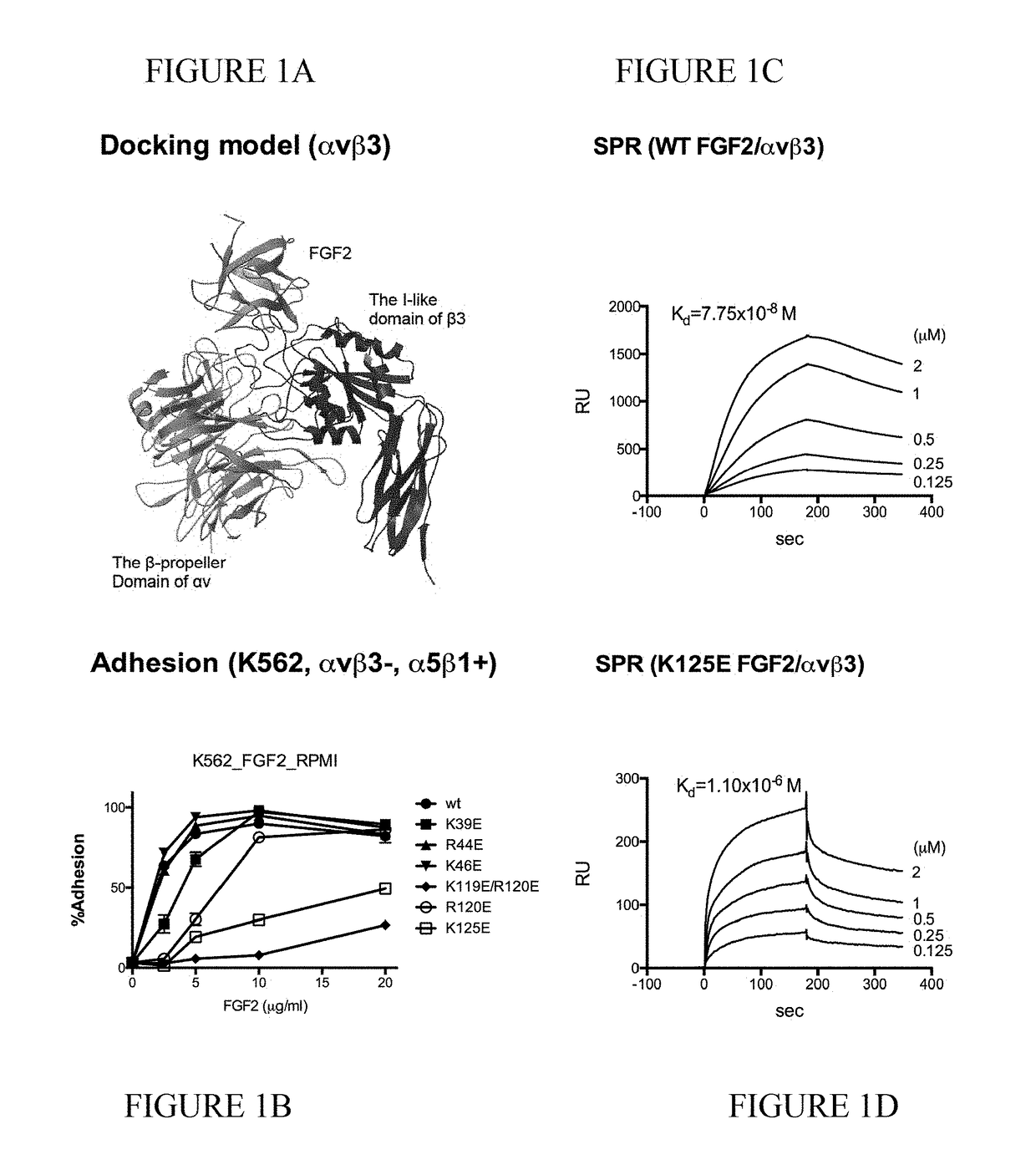 Dominant-negative fgf2 antagonists