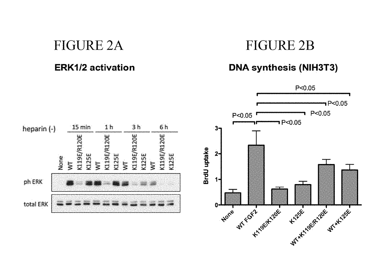 Dominant-negative fgf2 antagonists