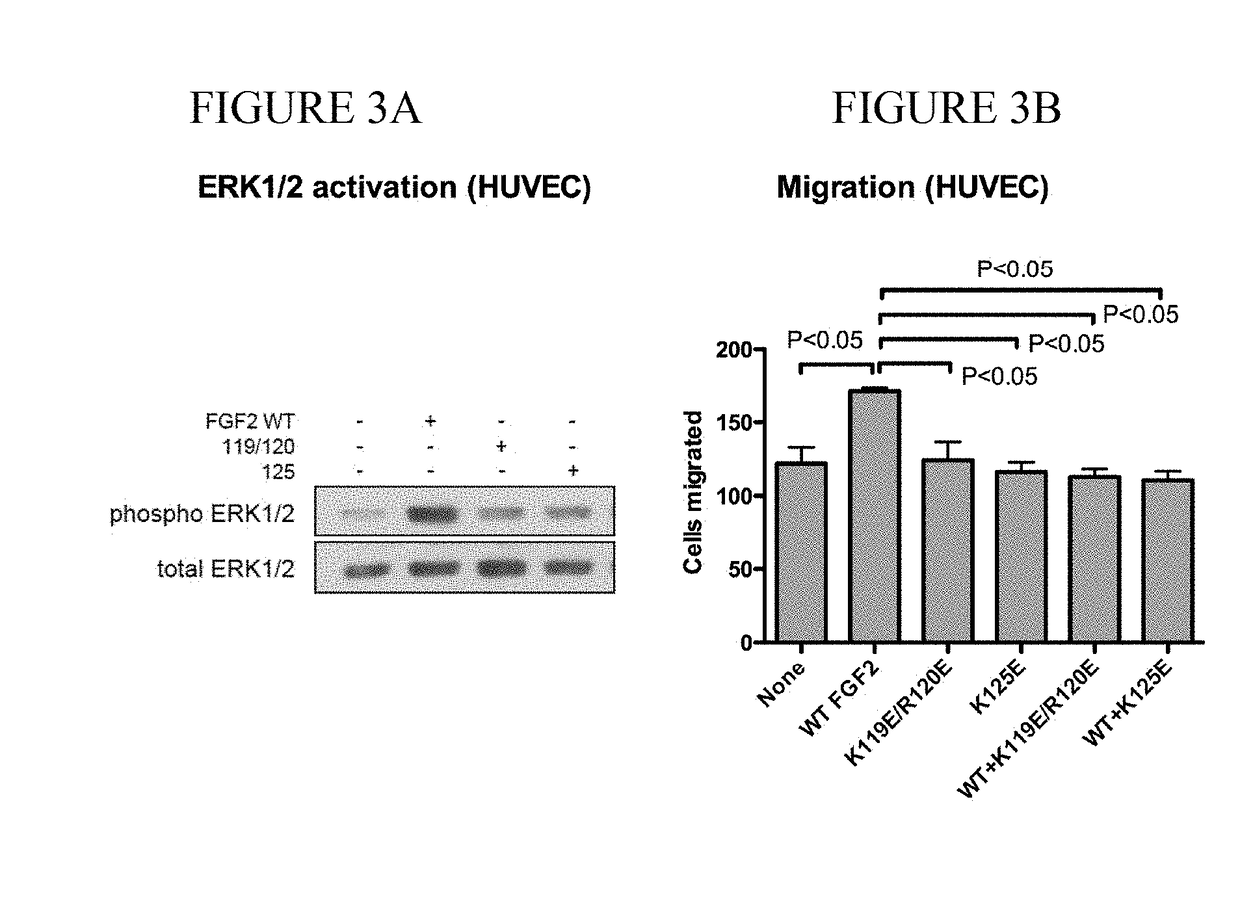 Dominant-negative fgf2 antagonists