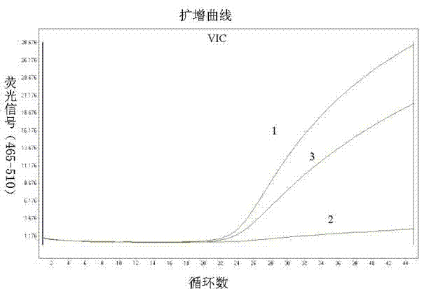 Kit and method for detecting gene polymorphism of human MTHFR (methylene tetrahydrofolate reductase) based on Taqman-MGB (Minor Groove Binder) probe