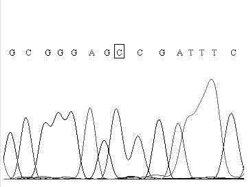 Kit and method for detecting gene polymorphism of human MTHFR (methylene tetrahydrofolate reductase) based on Taqman-MGB (Minor Groove Binder) probe