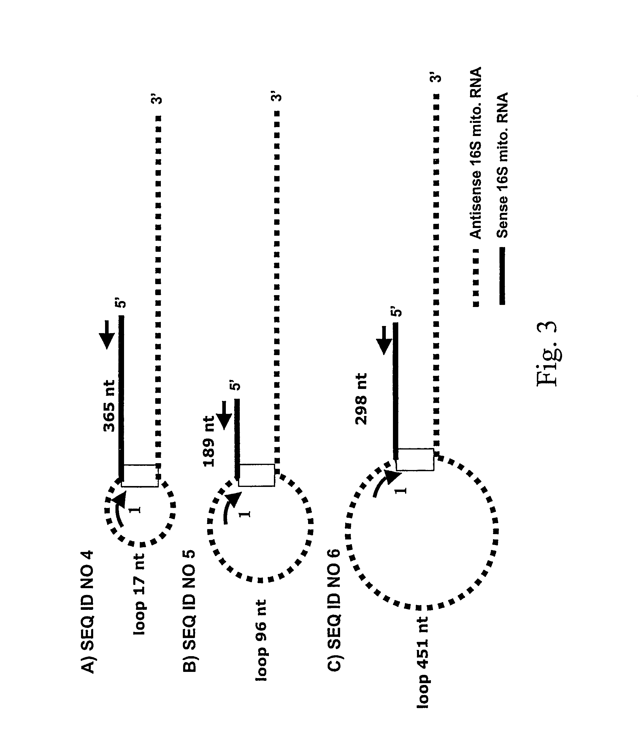 Markers for pre-cancer and cancer cells and the method to interfere with cell proliferation therein