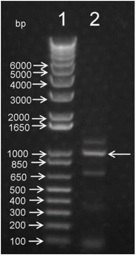 Mouse RANKL (Receptor Activator of Nuclear Factor Kappa B Ligand) mutant as well as establishment, expression and application of expression carrier of mutant