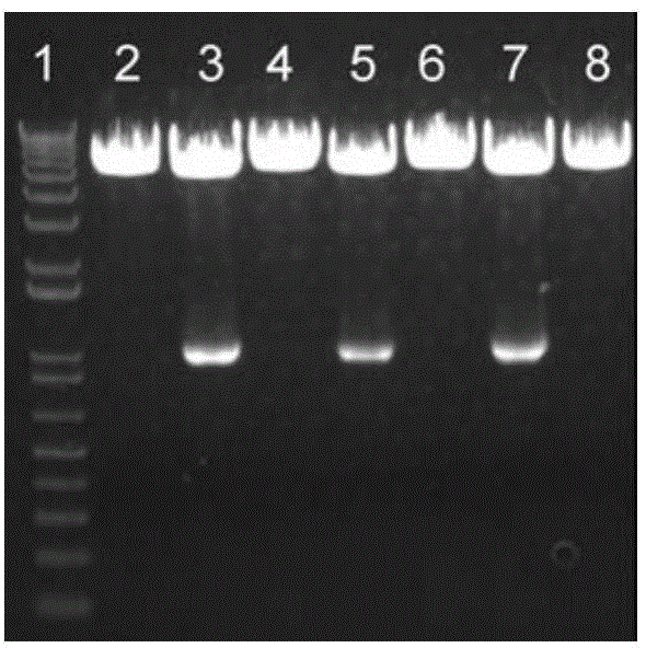 Mouse RANKL (Receptor Activator of Nuclear Factor Kappa B Ligand) mutant as well as establishment, expression and application of expression carrier of mutant