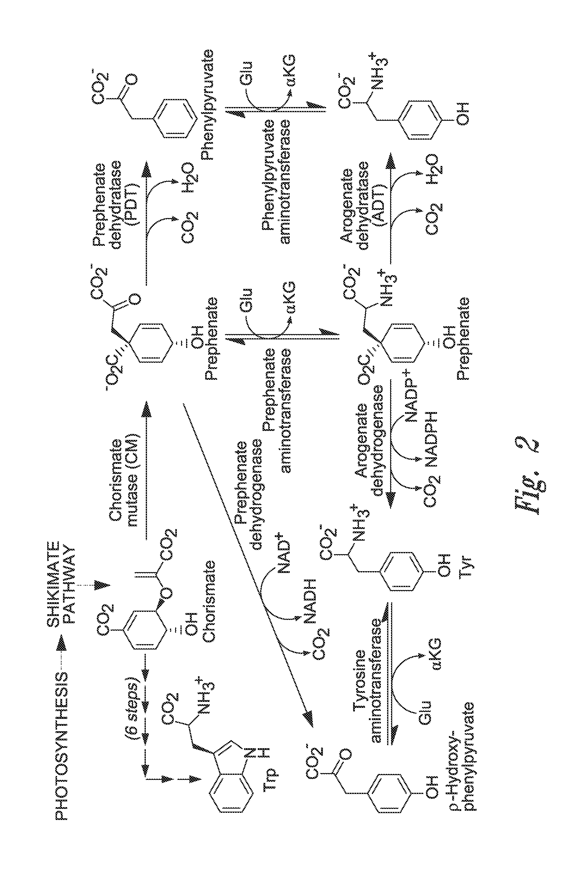 Arogenate dehydratases and lignification