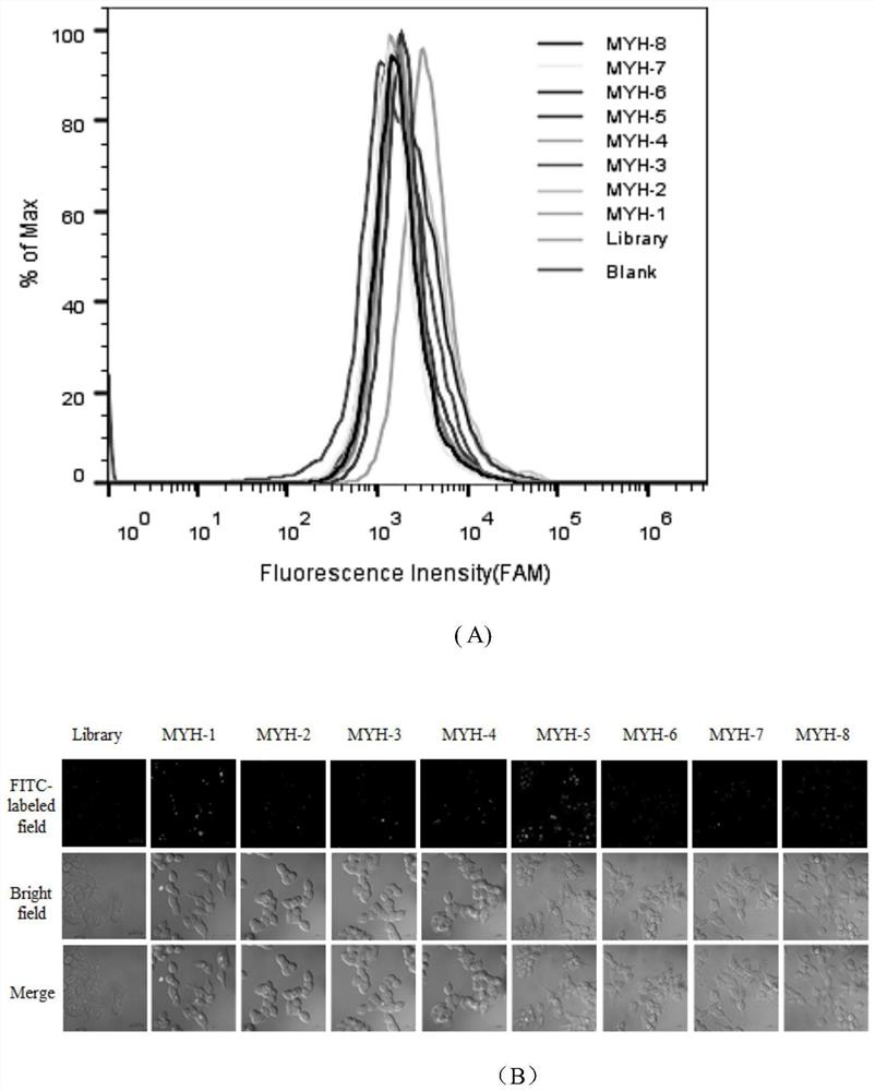 Colon cancer nucleic acid aptamer obtained by rapid screening of tissue samples and application of colon cancer nucleic acid aptamer to detection preparation