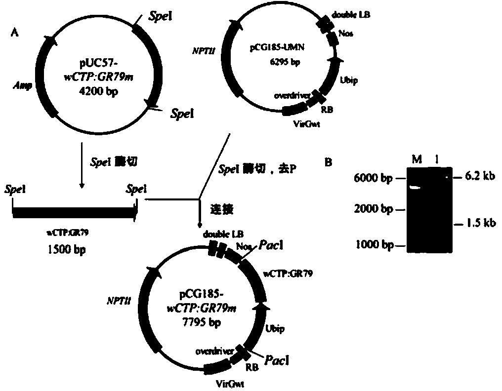 Glyphosate-resistant gene, special expression vector and application of glyphosate-resistant gene to preparation of glyphosate-resistant transgenic wheat