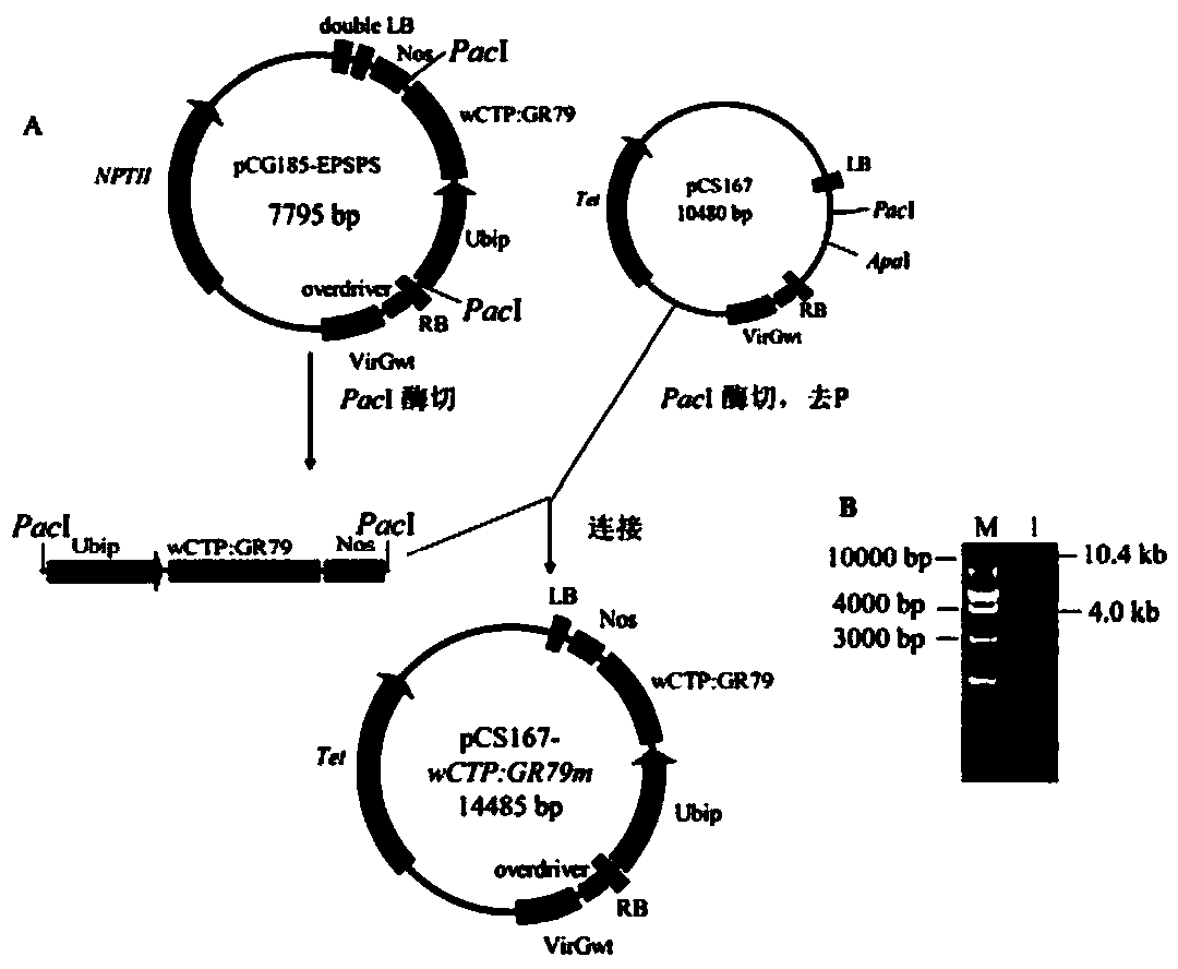 Glyphosate-resistant gene, special expression vector and application of glyphosate-resistant gene to preparation of glyphosate-resistant transgenic wheat