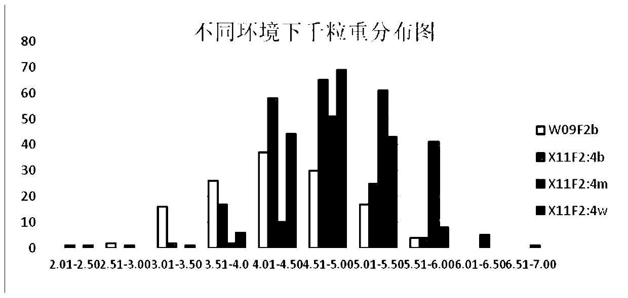 Molecular marker CNU288 primer of rape grain weight trait main effect gene locus and application