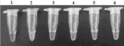 Elizabethkingia meningoseptica loop-mediated isothermal DNA amplification rapid detection kit and detection method