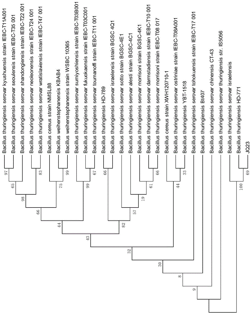 Bacillus thuringiensis for preventing and controlling bradysia odoriphaga, and application of bacillus thuringiensis