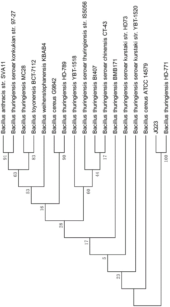 Bacillus thuringiensis for preventing and controlling bradysia odoriphaga, and application of bacillus thuringiensis