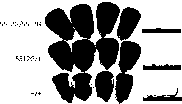 Molecular mark for detection of Zea mays L. opaque mutant 5512G, and applications of same