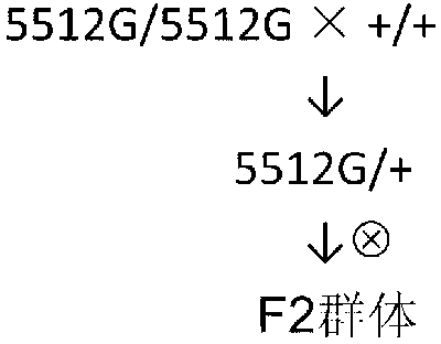 Molecular mark for detection of Zea mays L. opaque mutant 5512G, and applications of same