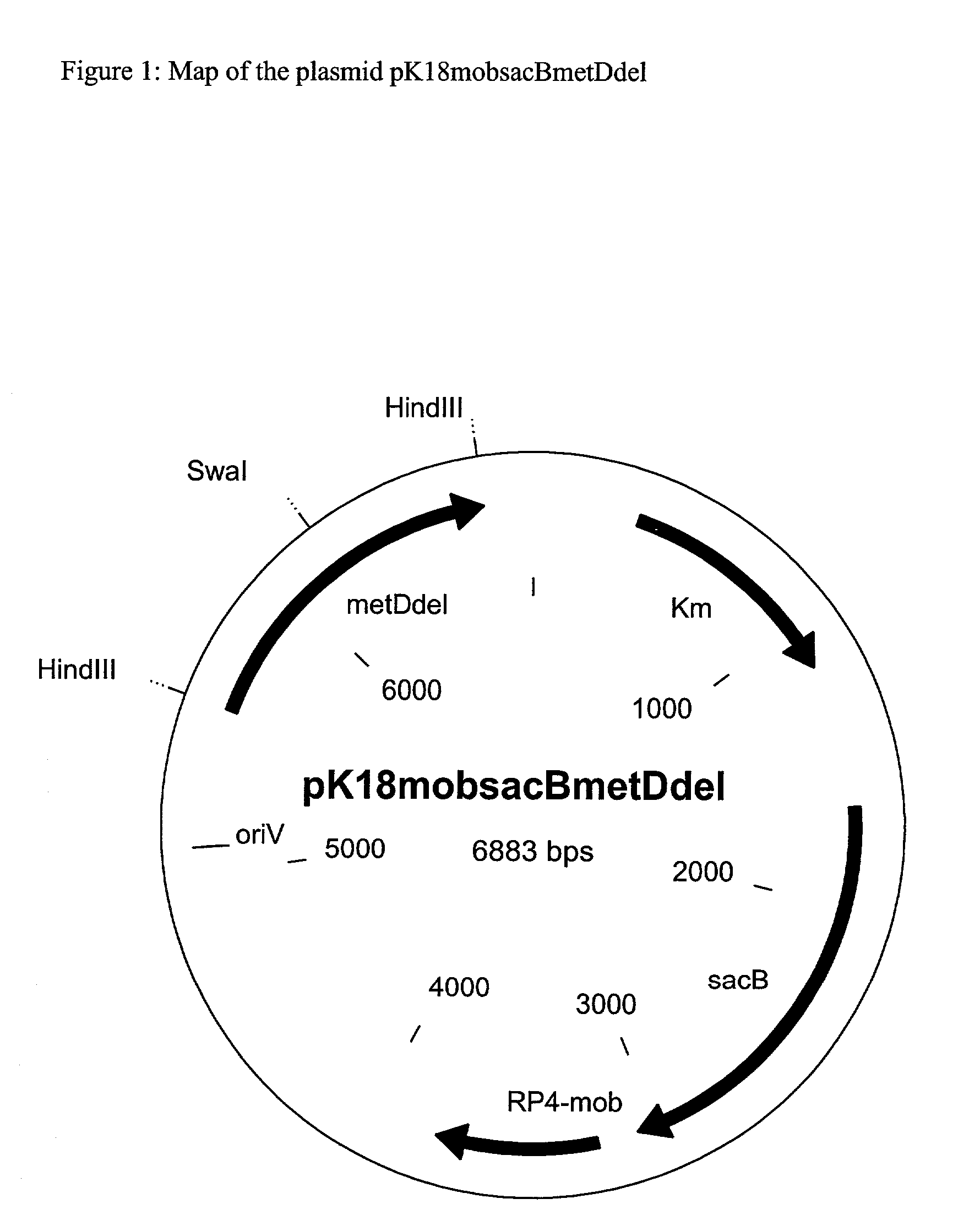 Nucleotide sequences which code for the metD gene