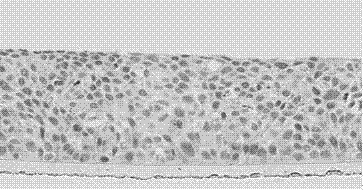 3D model constructed in vitro by means of serum-free culture medium as well as construction method of 3D model