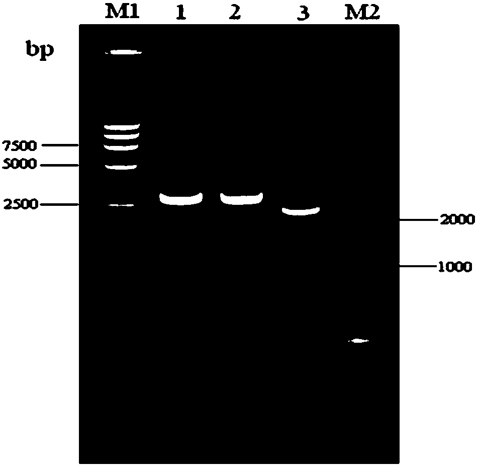 Screening method for porcine interferon inducer