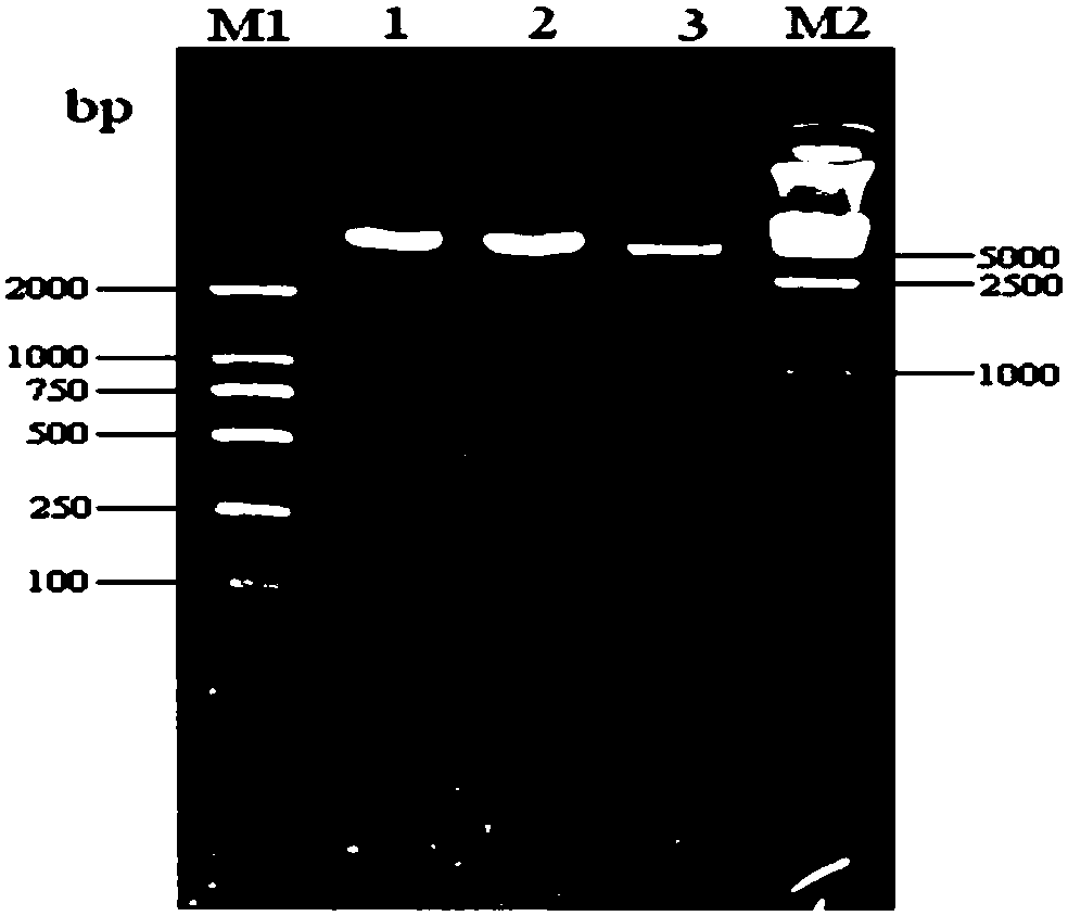 Screening method for porcine interferon inducer