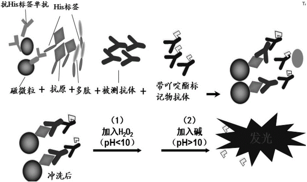 Chemiluminescent kit for detecting eb virus rta/igg antibody and its application