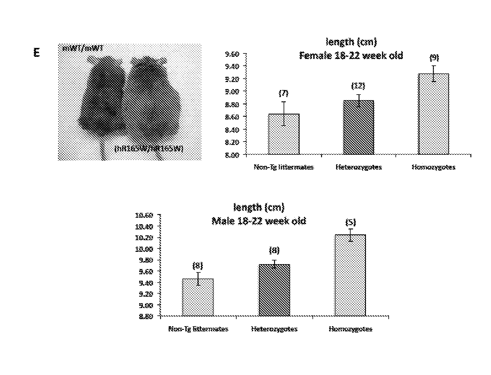 Transgenic mouse models for mc4r