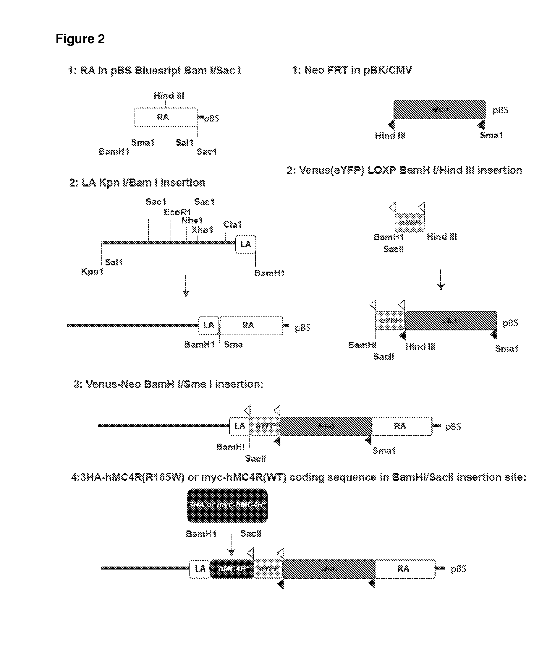 Transgenic mouse models for mc4r